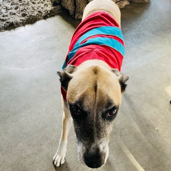 Red Blue Striped Grey Velcro Rain Coat Jacket Lined Leash Hole Collar Dog Puppy - Picture 8 of 11